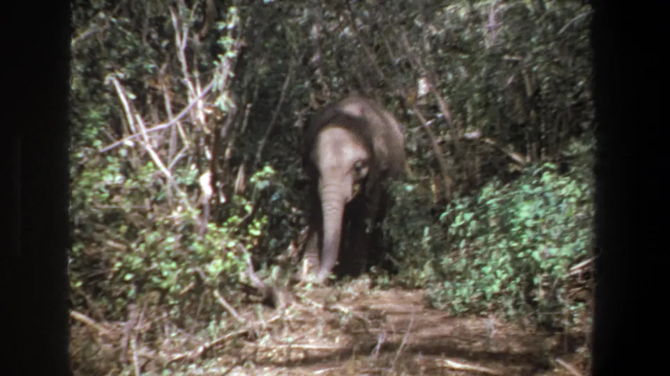 In 1969 Pretoria footage, a young elephant stands or walks toward the camera through dense foliage along a dirt path.