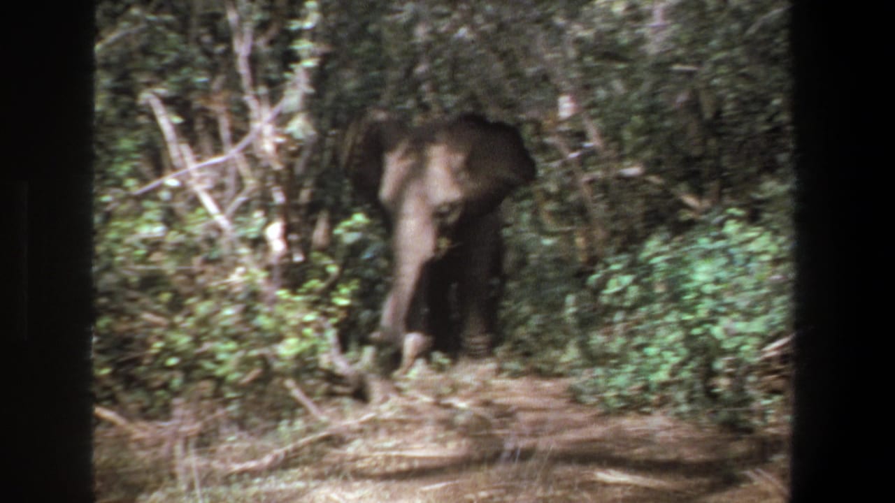Young elephant in the Pretoria 1969 clip walks toward the lens through a leafy wooded area, with ears and trunk visible.