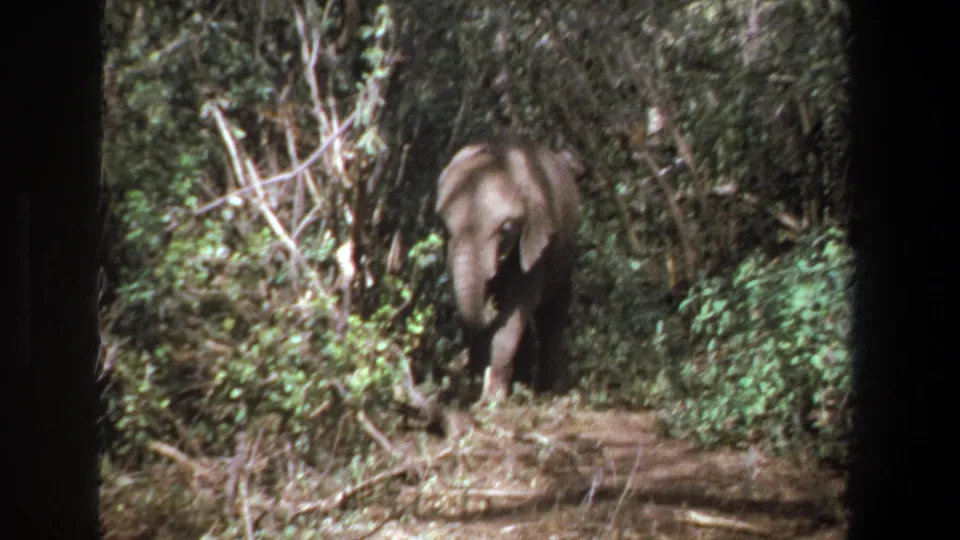 A young elephant appears closer in the 1969 Pretoria home-movie frame, walking through brush on a narrow path.