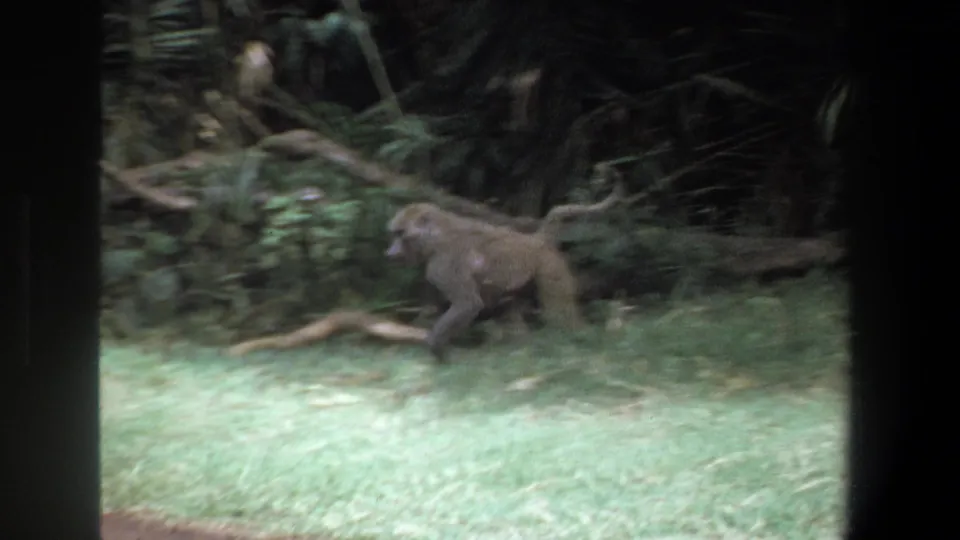 The clip cuts to a baboon moving across grass in the Pretoria 1969 footage, with dark foliage and fallen branches behind it.