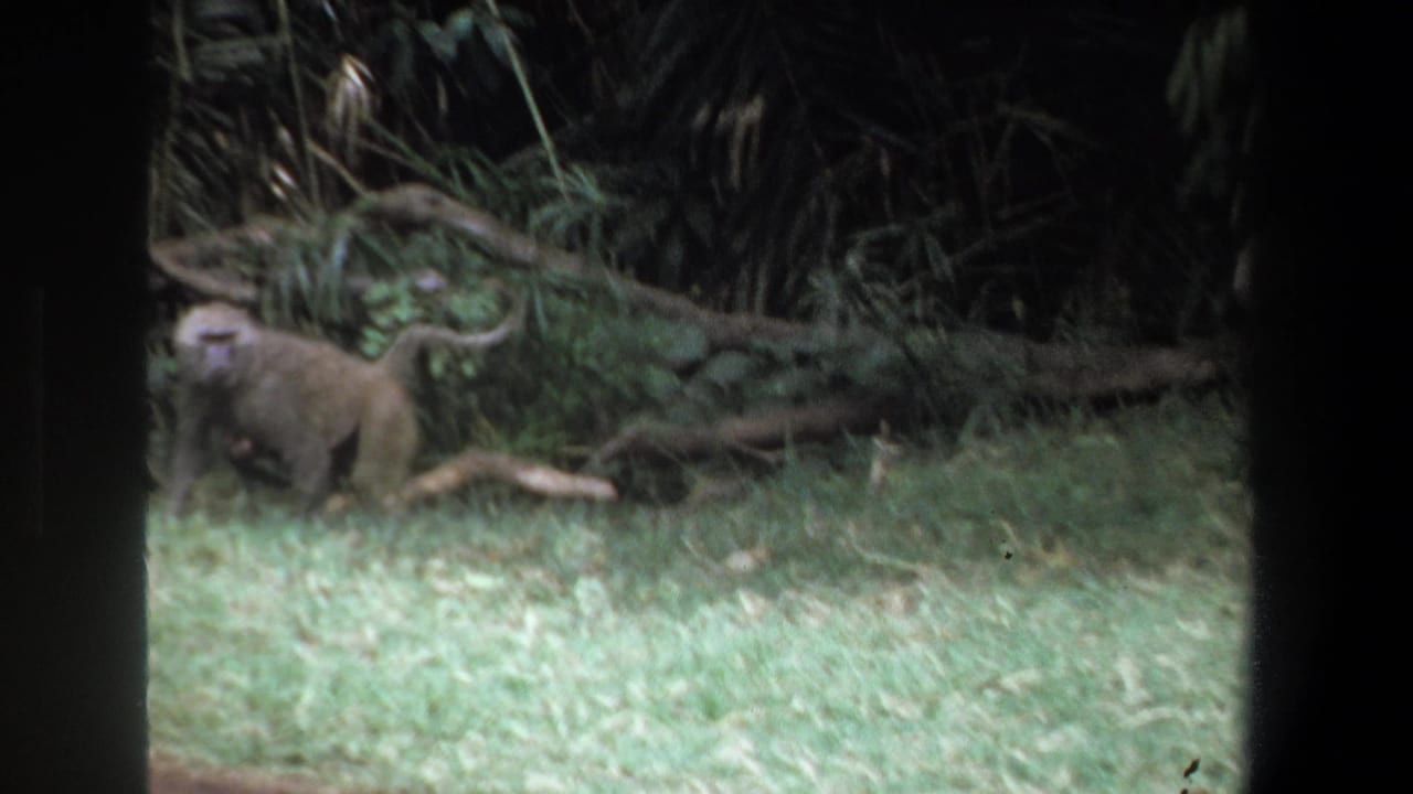 A baboon moves through grassy vegetation in 1969 Pretoria home-movie footage, with fallen branches and dark foliage behind it.