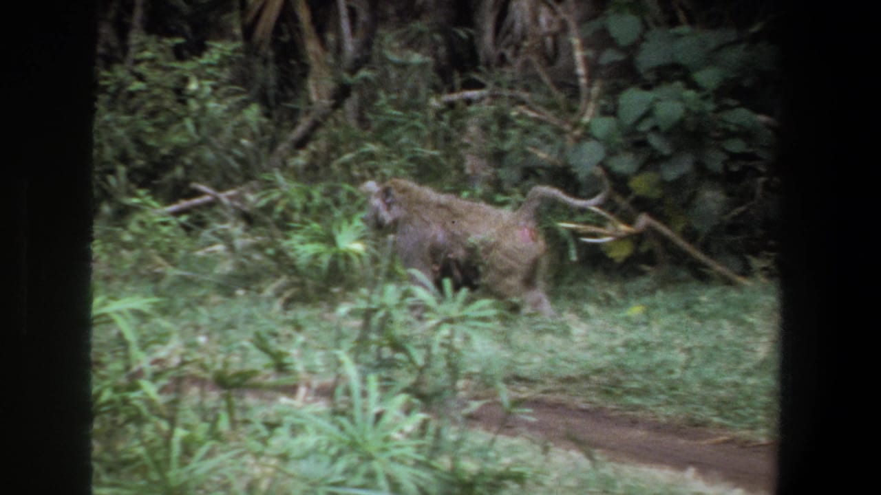 Baboon moving across a green wooded area beside brush and a narrow channel.