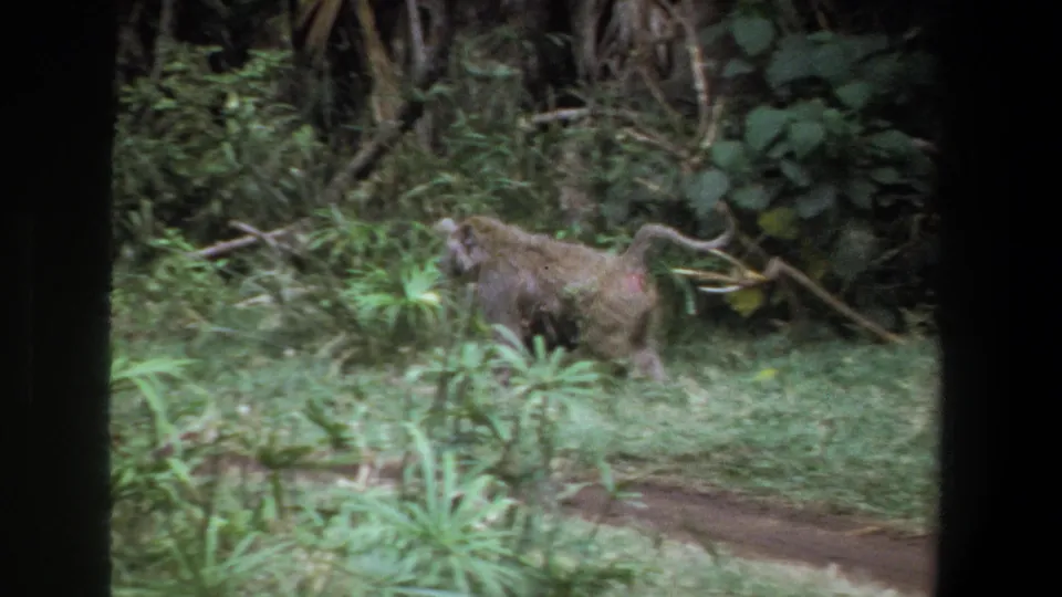 A baboon walks through green brush in the Pretoria clip, with dense plants and a narrow dirt or water channel nearby.