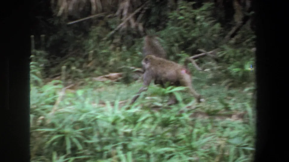 Two baboons appear in soft 8mm footage from Pretoria, moving through grass and low plants against dense foliage.