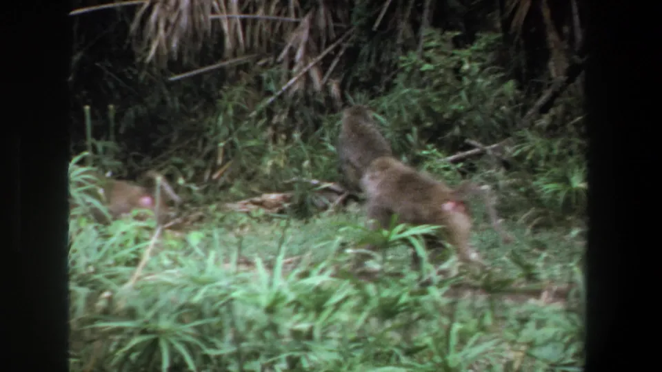 Baboons move across a leafy wooded area in the 1969 Pretoria home movie, framed by dark film borders and soft grain.