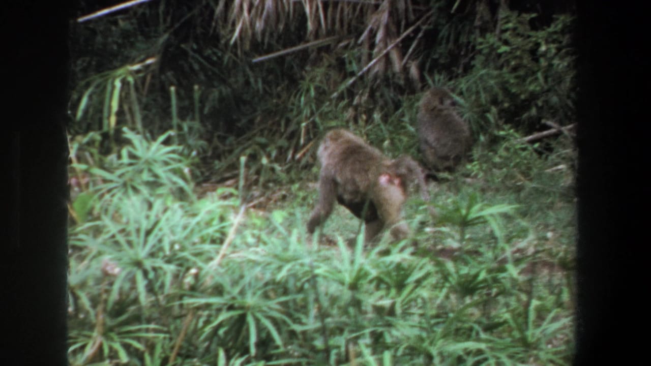 Small fawn and monkey-like animals among dense green vegetation.