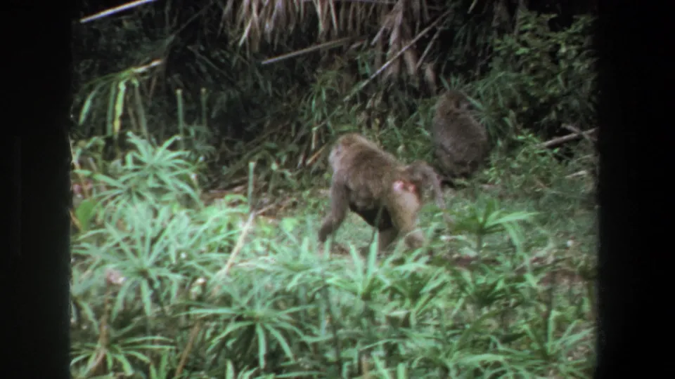 1969 Pretoria 8mm frame showing a small fawn near monkey-like animals in thick green foliage.