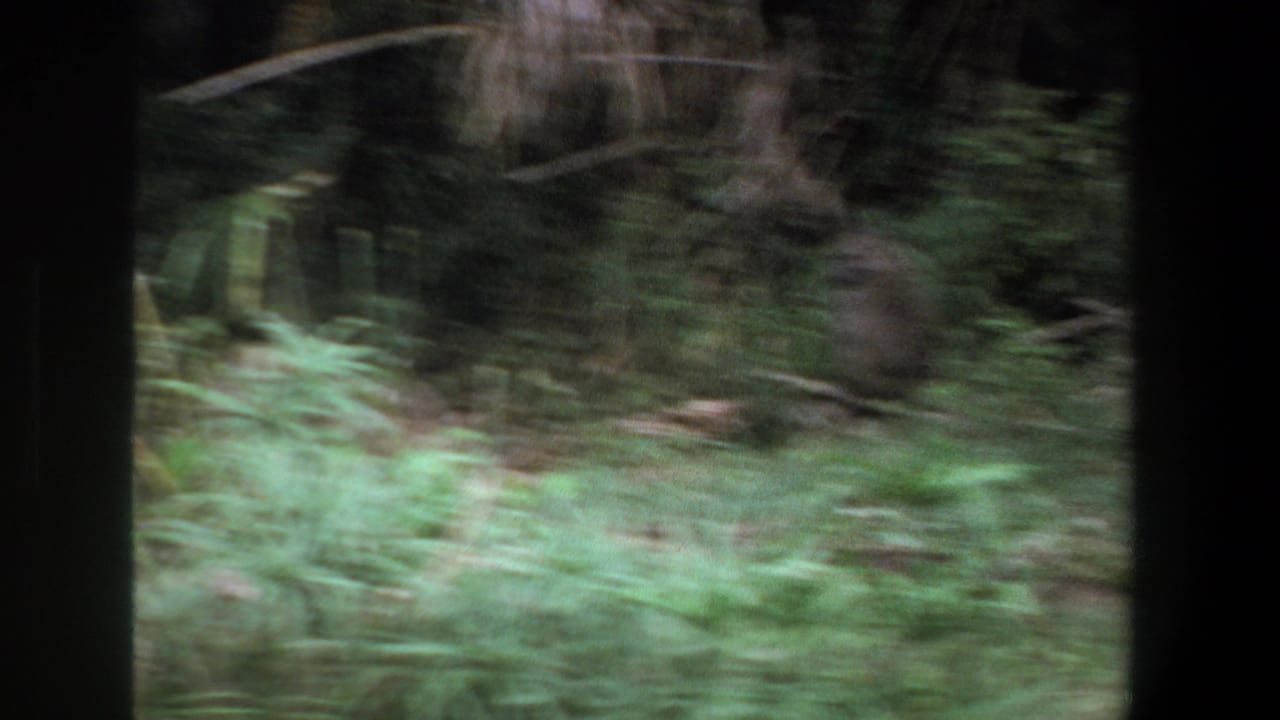 Handheld 8mm frame from the Pretoria clip with a blurred monkey-like animal crossing dense vegetation.