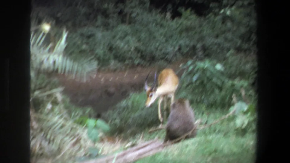 1969 Pretoria wildlife frame showing a fawn or small antelope near a seated monkey-like animal by a fallen log.