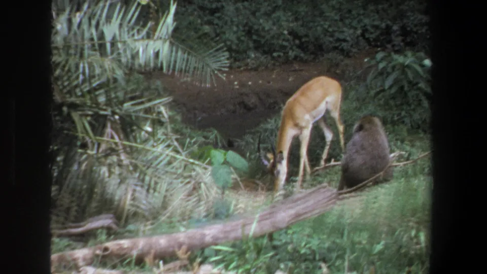 Closing 8mm frame from 1969 Pretoria with a fawn grazing beside a seated monkey-like animal in lush greenery.