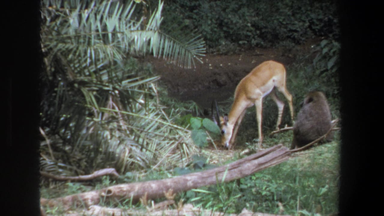 1969 Pretoria home-movie frame showing a grazing antelope beside a seated baboon in a green wildlife setting.
