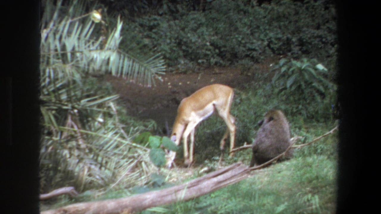 1969 Pretoria frame of an antelope grazing near a seated baboon, with tropical foliage and a fallen log visible.