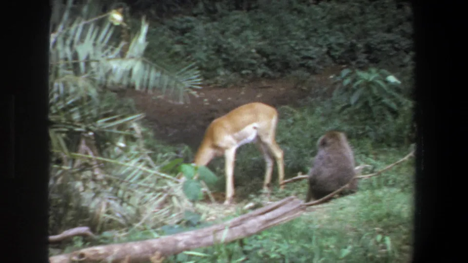 1969 Pretoria wildlife home-movie frame with a grazing antelope, seated baboon, fallen logs, and surrounding greenery.