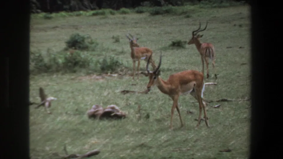 1969 Pretoria frame showing a small antelope or impala herd in open grass, including a horned male in front.