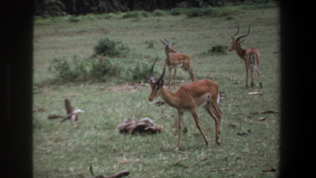 1969 8mm footage near Pretoria shows antelope with curved horns in grassland, partly viewed through a dark foreground frame.