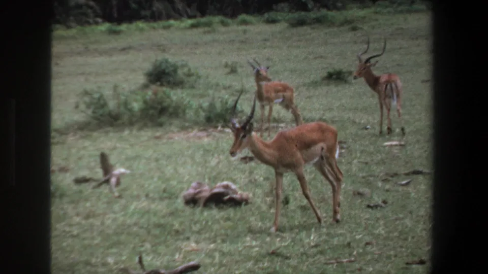 1969 8mm footage near Pretoria shows antelope with curved horns in grassland, partly viewed through a dark foreground frame.