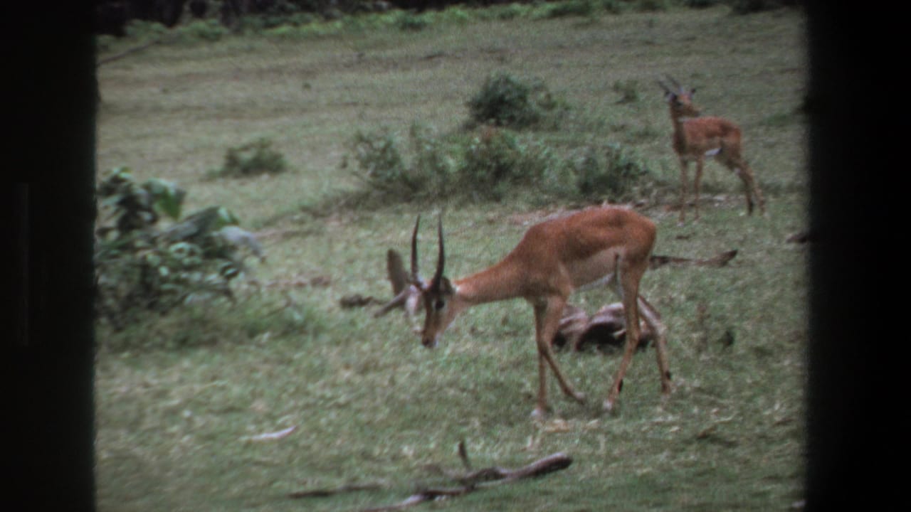 An antelope grazes in the foreground of a Pretoria grassland scene, with other antelope visible behind brush in the 1969 8mm frame.