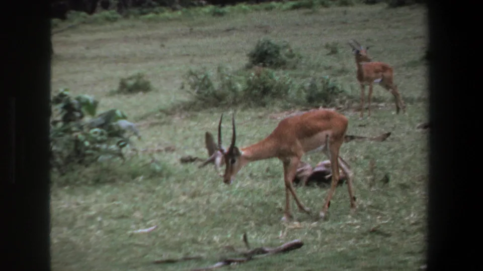 An antelope grazes in the foreground of a Pretoria grassland scene, with other antelope visible behind brush in the 1969 8mm frame.