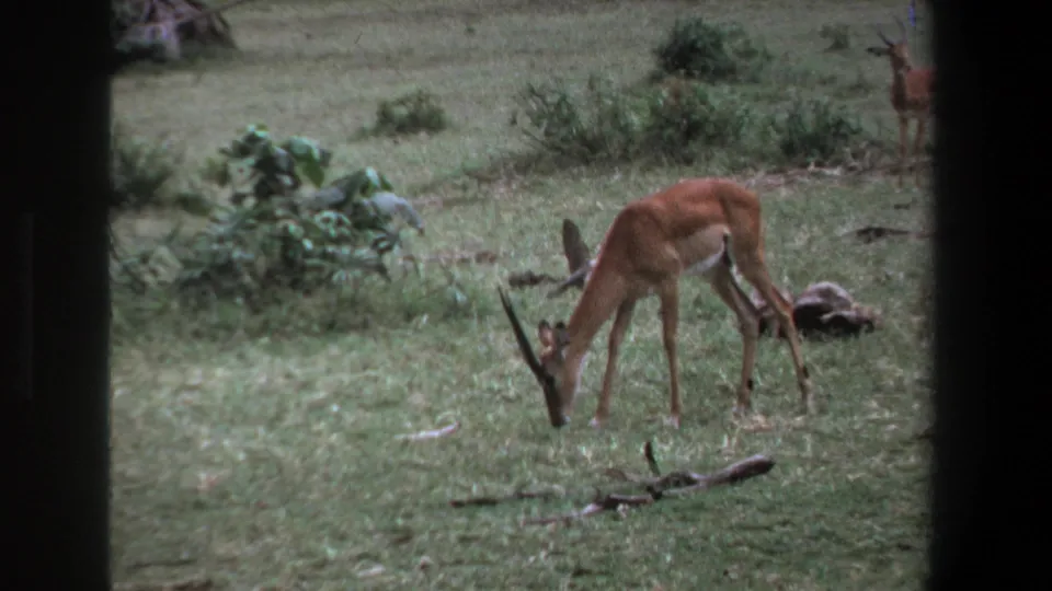 A horned antelope grazes in a grassy savanna near Pretoria, with brush and dry branches visible in the 1969 home-movie frame.