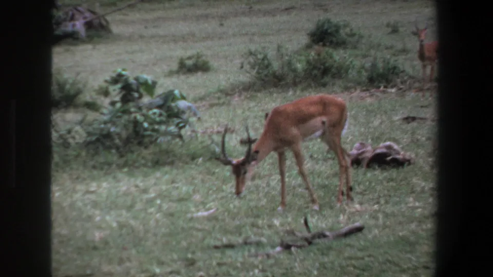 The 1969 Pretoria 8mm frame shows an antelope feeding in open grassland, with shrubs and a partially visible antelope in the distance.
