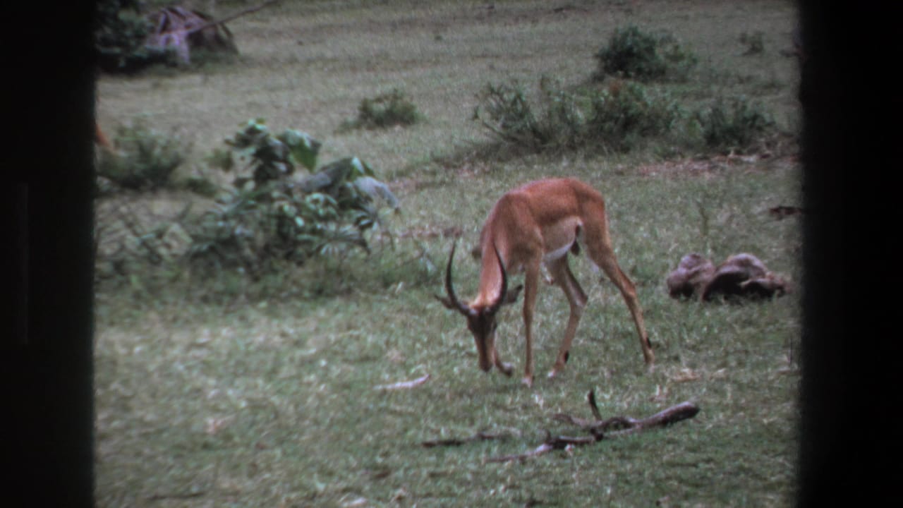 In 1969 Pretoria home-movie footage, an impala grazes in grassland framed by dark vertical edges and low shrubs.
