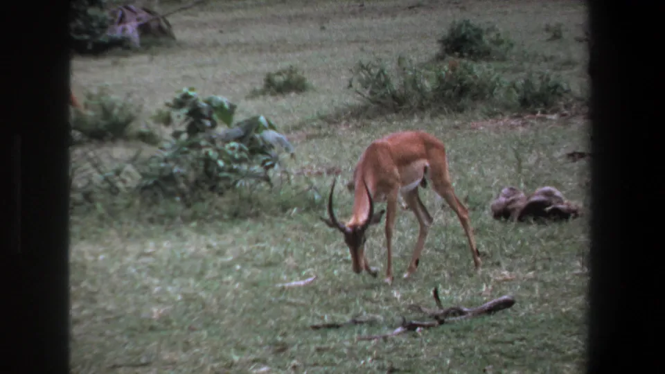 In 1969 Pretoria home-movie footage, an impala grazes in grassland framed by dark vertical edges and low shrubs.