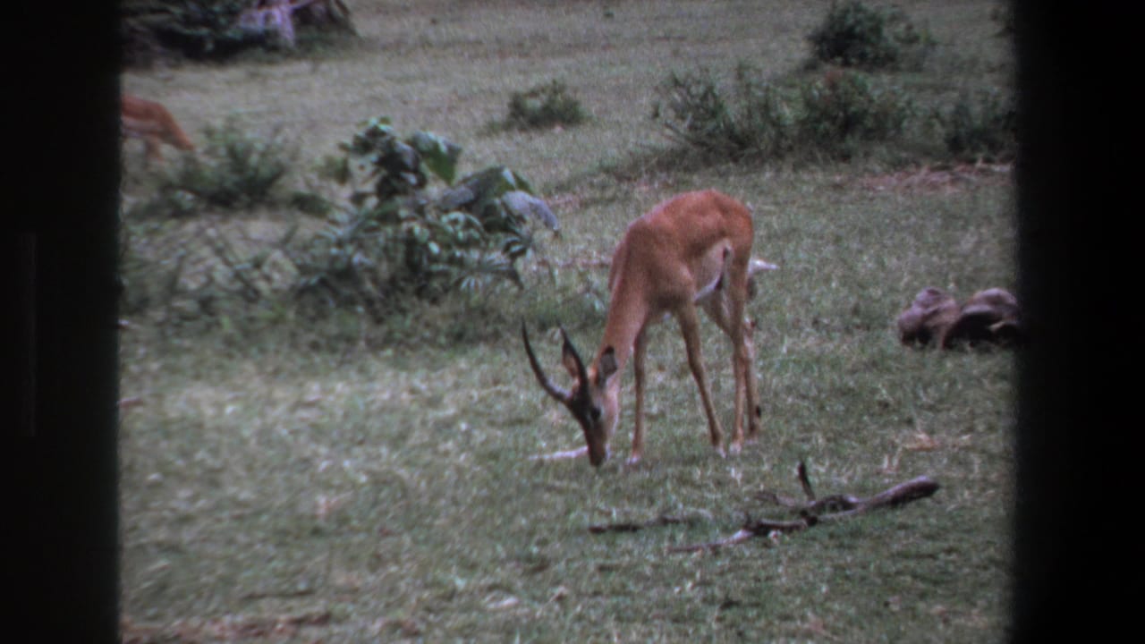 Impala grazing with its head down near scattered shrubs and a fallen branch.