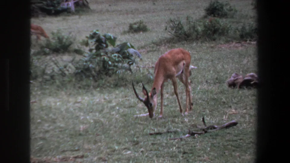 An impala stands with its head lowered in a grassy Pretoria field, seen through dark foreground framing on 8mm film.