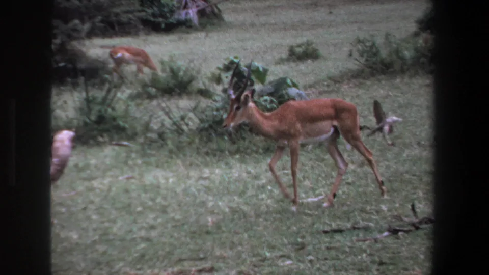 The impala moves across a grassy field near Pretoria, with bushes, dark frame edges, and a second animal shape in the background.