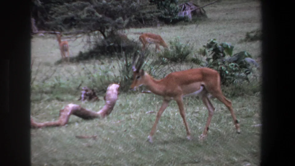 An impala walks through Pretoria grassland past a pale fallen log, with shrubs and another distant animal shape in view.