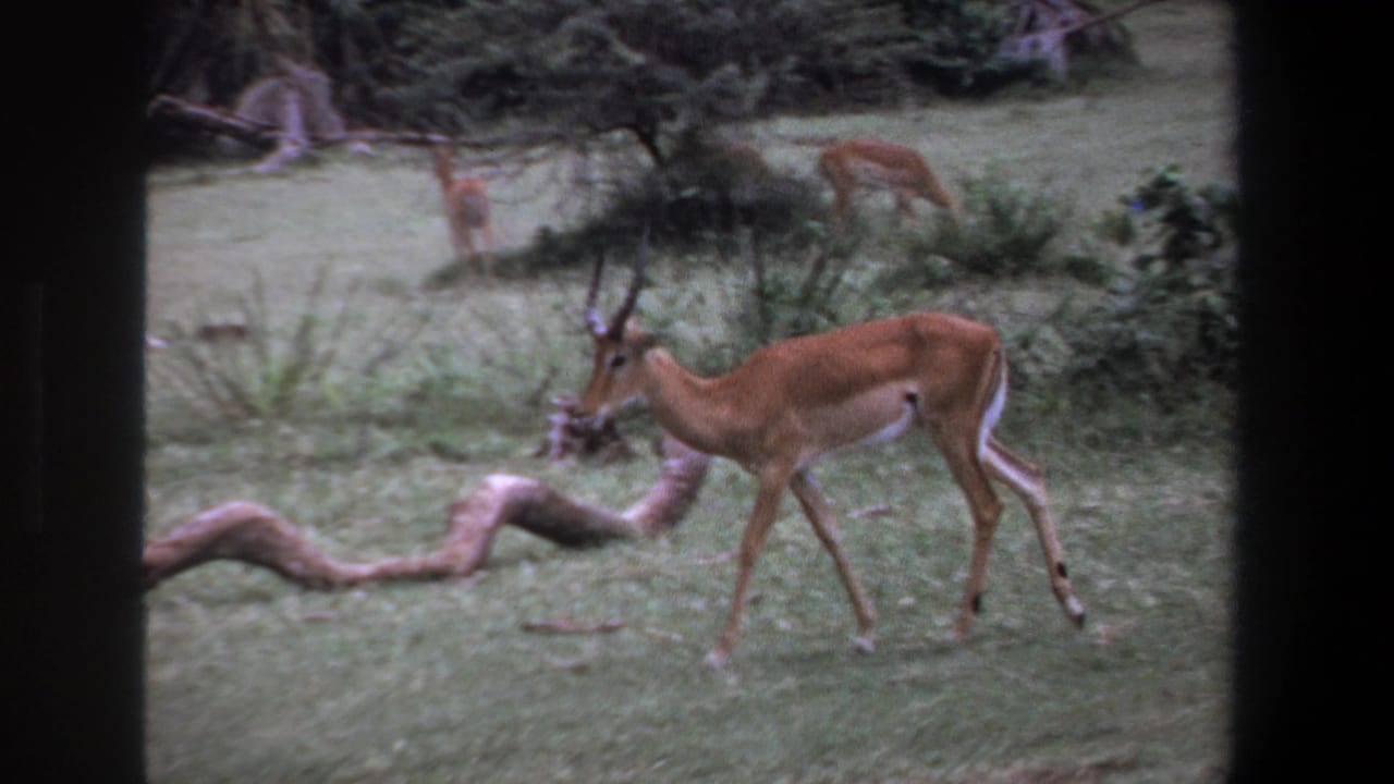 1969 Pretoria home-movie frame showing an impala crossing a grassy field near logs, with other antelope farther back.