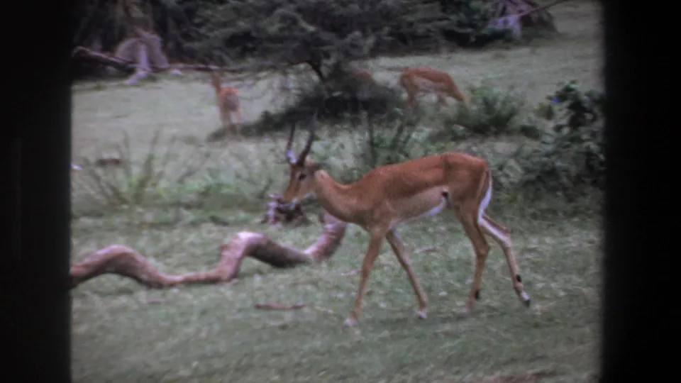 1969 Pretoria home-movie frame showing an impala crossing a grassy field near logs, with other antelope farther back.