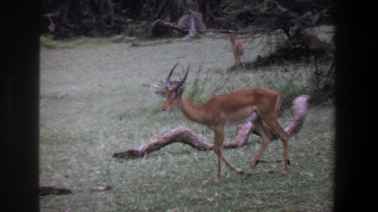 1969 Pretoria wildlife frame with an impala walking across grass beside a curved fallen branch and shrubs.