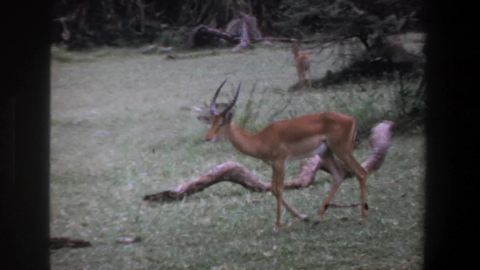 1969 Pretoria wildlife frame with an impala walking across grass beside a curved fallen branch and shrubs.