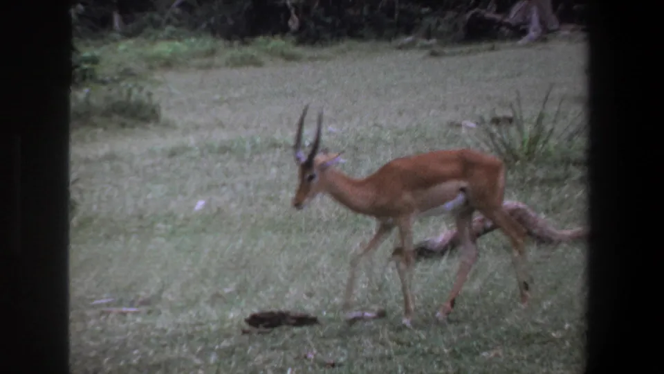 A reddish-brown impala crosses a grassy field in this 1969 Pretoria home-movie still.