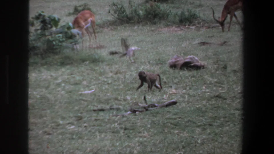 1969 Pretoria frame showing a small monkey on grass, with antelope grazing near shrubs and logs in the background.
