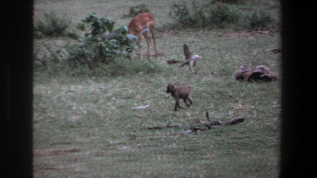 1969 Pretoria home-movie frame showing a small monkey crossing grassy ground while antelope graze near bushes in the background.