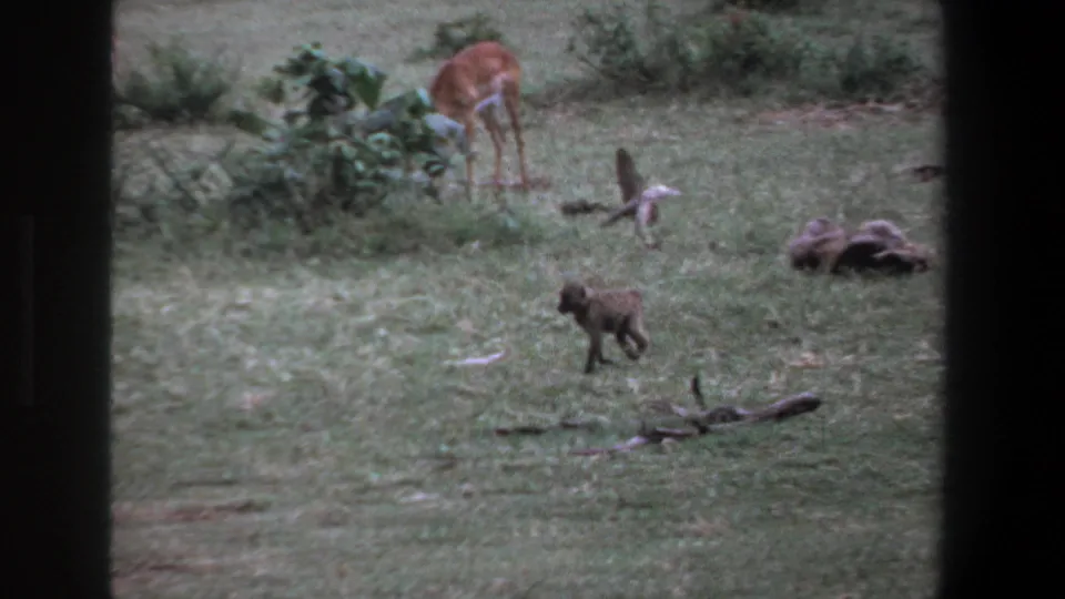 1969 Pretoria home-movie frame showing a small monkey crossing grassy ground while antelope graze near bushes in the background.