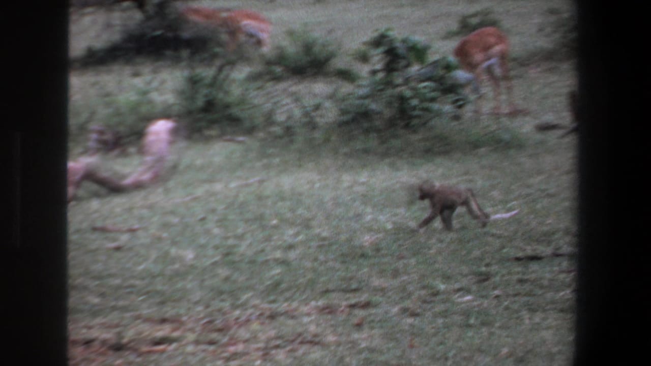 Monkey moving across open grass, framed by dark vertical edges.