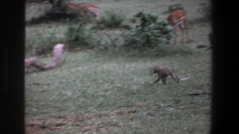 A small monkey moves through a grassy South African wildlife setting, with antelope and brush softened in the background.
