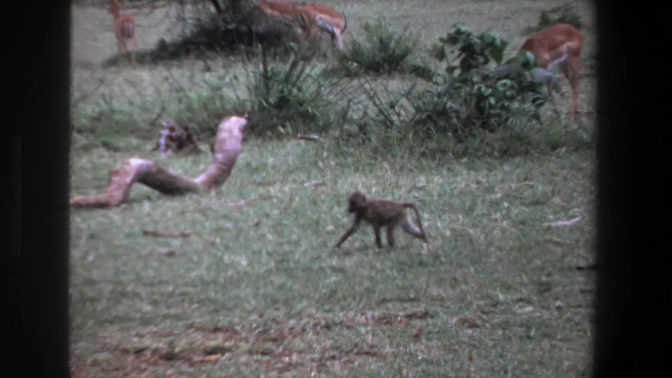 1969 Pretoria footage frame with the monkey in the foreground, brush and grazing antelope behind, and a pale fallen log crossing the scene.