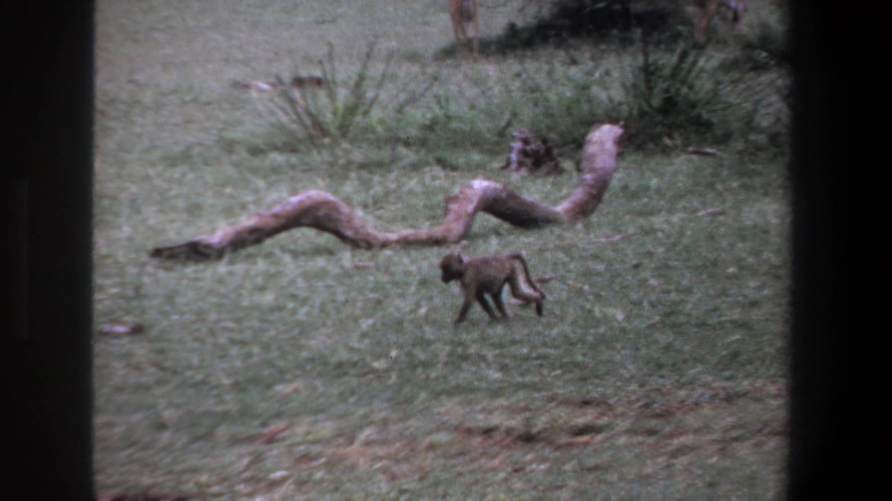 In 1969 Pretoria wildlife footage, a young baboon walks across grass near fallen branches within a dark-edged 8mm frame.