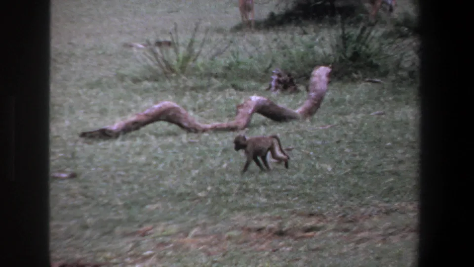 In 1969 Pretoria wildlife footage, a young baboon walks across grass near fallen branches within a dark-edged 8mm frame.