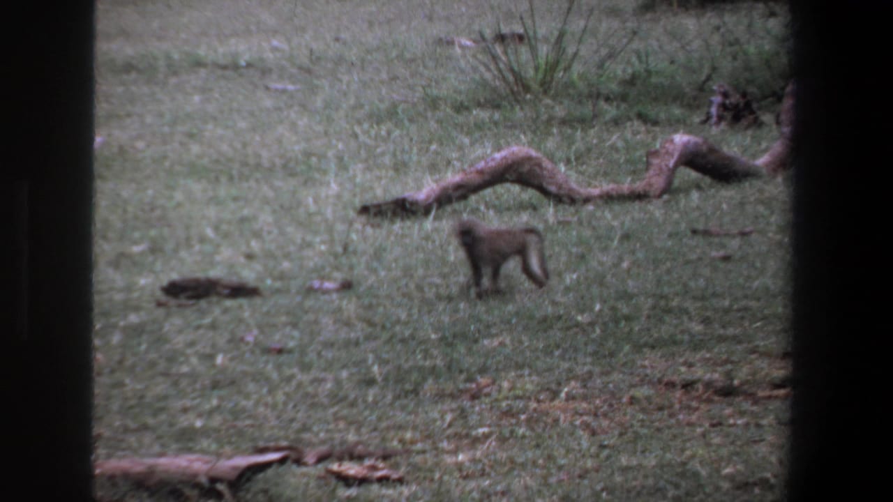 The young baboon pauses or walks on muted green grass beneath a curved branch in the Pretoria 1969 8mm scene.