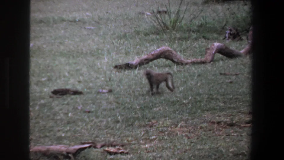 The young baboon pauses or walks on muted green grass beneath a curved branch in the Pretoria 1969 8mm scene.