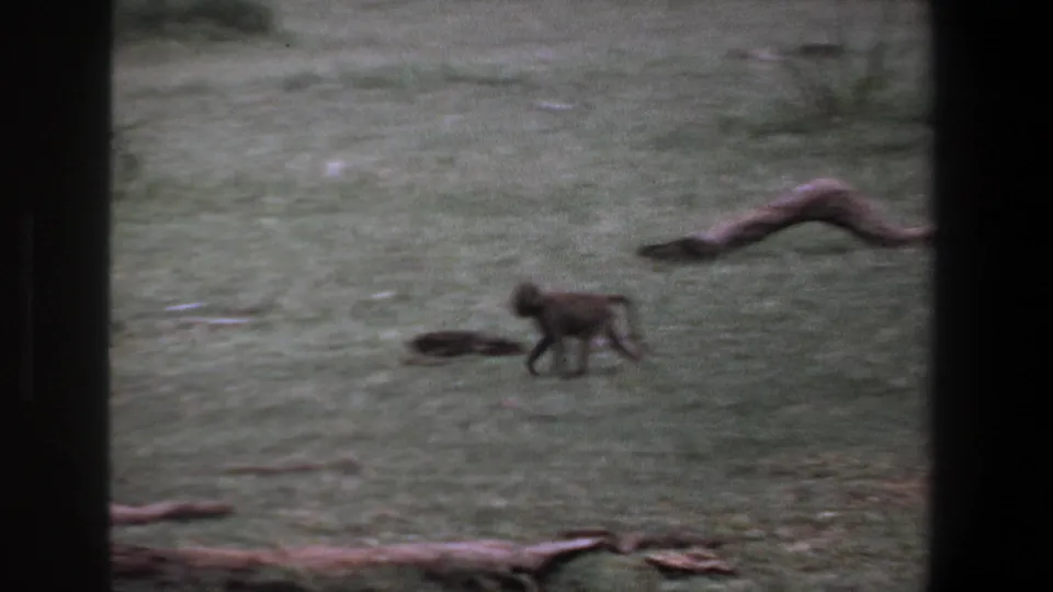 A young baboon continues across the grassy ground in the 1969 Pretoria home-movie footage, with fallen wood across the lower frame.