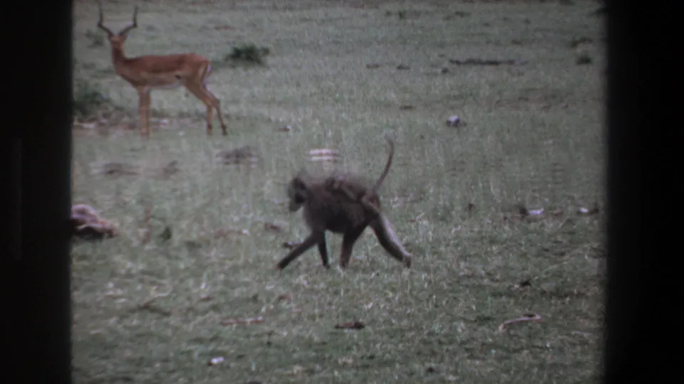 An adult baboon moves in the foreground while a springbok stands behind it in the 1969 Pretoria wildlife home-movie scene.