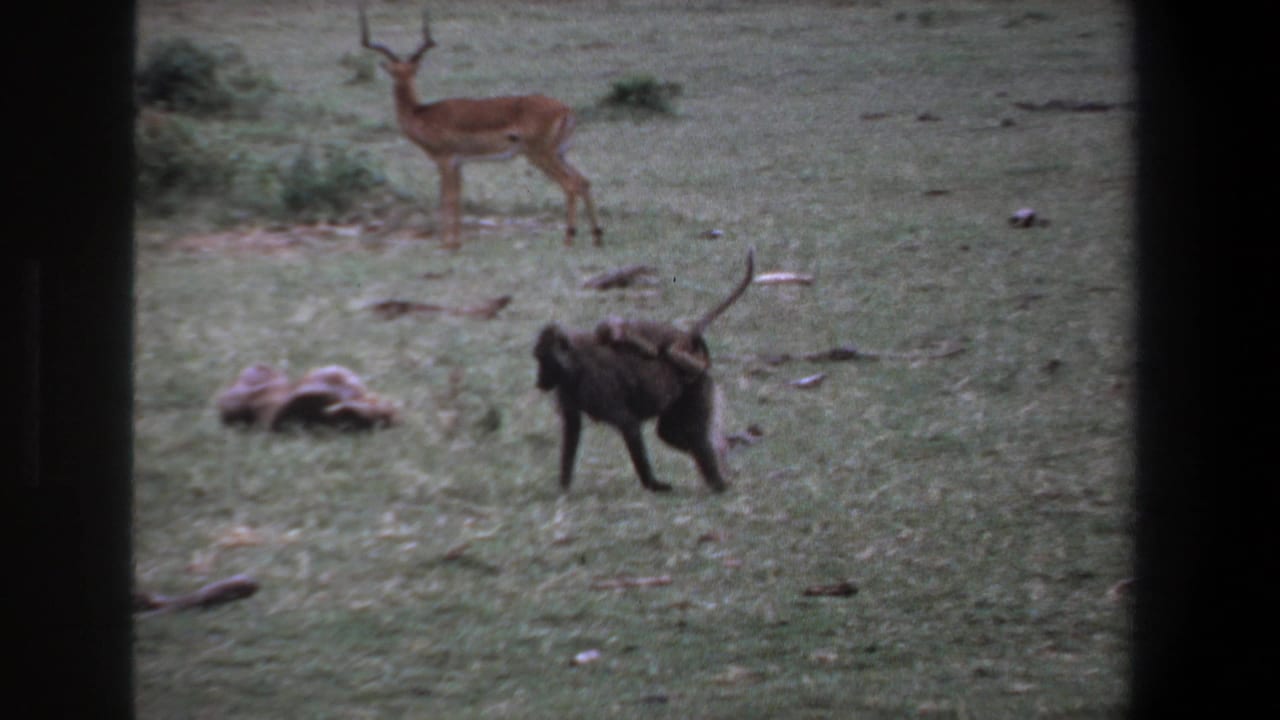 1969 Pretoria home-movie frame showing a baboon carrying an infant across grassy ground with an impala alert in the background.