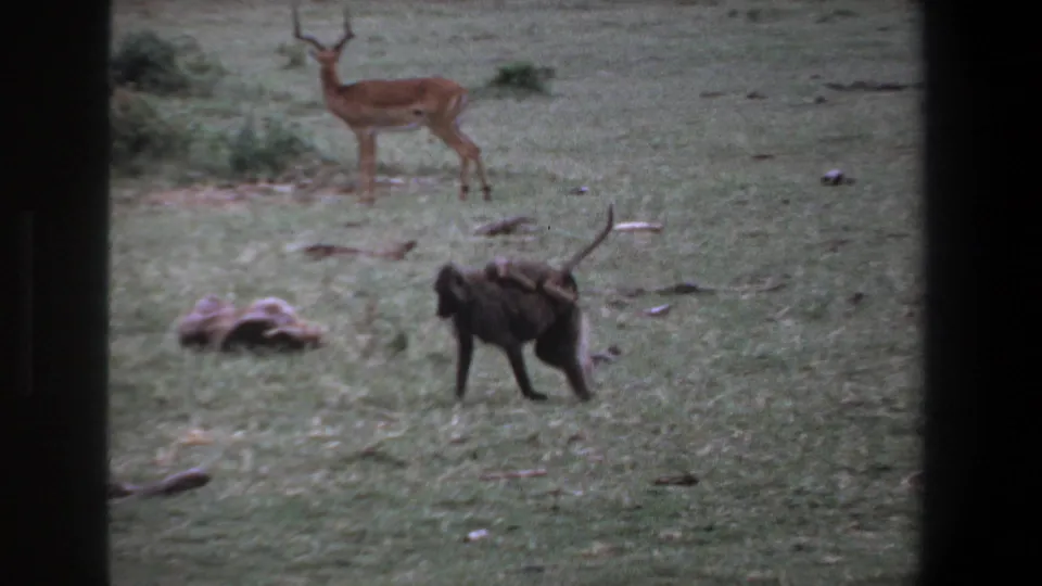 1969 Pretoria home-movie frame showing a baboon carrying an infant across grassy ground with an impala alert in the background.