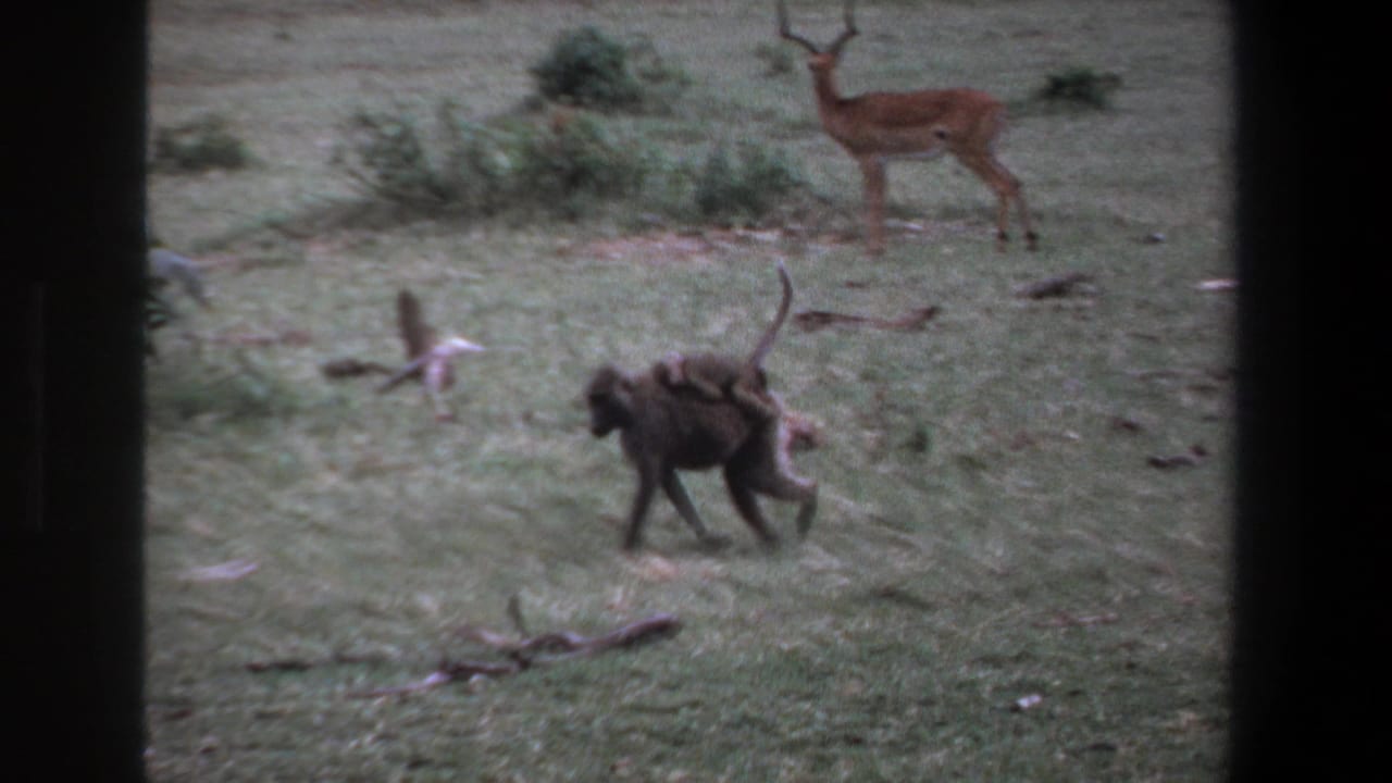 Baboon with baby continues walking across grass with an impala near shrubs in the background.
